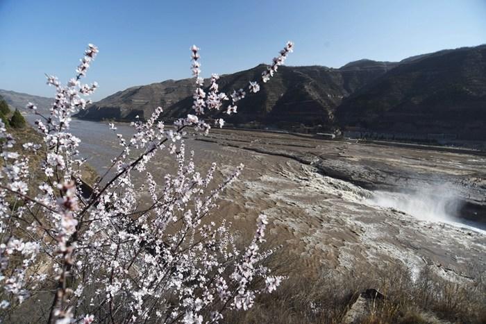 黃河壺口瀑布迎來“桃花汛”