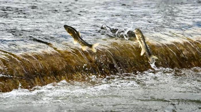 青海湖湟魚洄游季